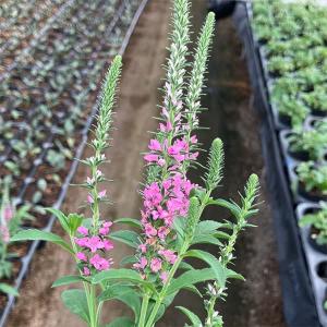 草花の苗 ベロニカ アニバーサリーローズ3.5号ポット