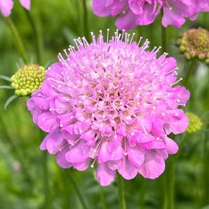 草花の苗 スカビオサ フォーカルスクープ ライラ...の商品画像