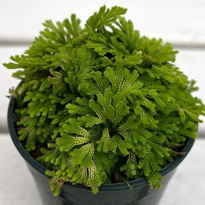 山野草の苗 イワヒバ 栄獅子(サカエジシ)2.5...の商品画像