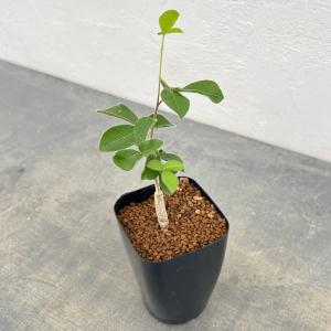 観葉植物 コミフォラ オルビクラリス 2.5号鉢植えの商品画像
