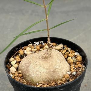 観葉植物 コロカシア ビッグディッパー4号ポット : 園芸ネット - 通販