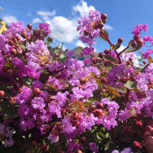 花木 庭木の苗 サルスベリ（百日紅） ウィズラブ エターナル5号ポット