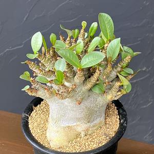 観葉植物 アデニウム アラビカムスーパードワーフ...の商品画像