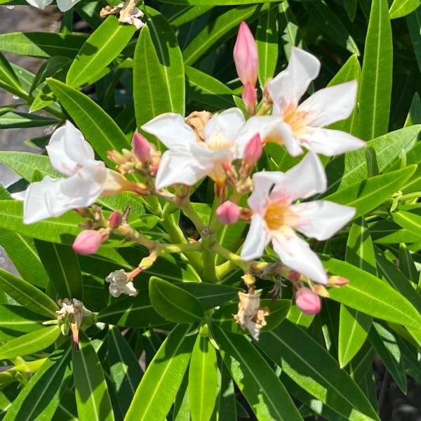 花木 庭木の苗/キョウチクトウ（夾竹桃）：ペチートサーモン樹高1m根巻き