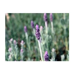 四季咲きの花 ハーブ苗 の商品一覧 苗 花 ガーデニング 通販 Yahoo ショッピング