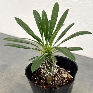 観葉植物 パキポディウム ラメリー3.5号ポット*の商品画像