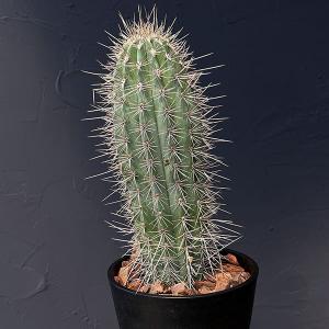 観葉植物 サボテン 武倫柱(ブリンチュブウ)5号鉢植えの商品画像