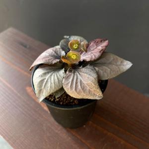 観葉植物 ユーフォルビア フランコイシー 3号鉢植え25-04