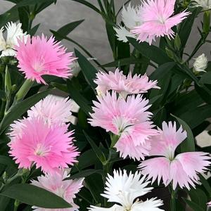 草花の苗 ダイアンサス スープラ・ピンク3.5号ポット
