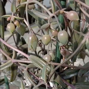 観葉植物 カランコエ 黒錦蝶 3号ポットの商品画像