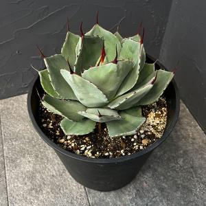 観葉植物 アガベ パリートルンカータ 8号鉢植え