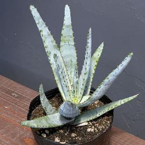 観葉植物 アロエ コニフェラ 4号ポットの商品画像