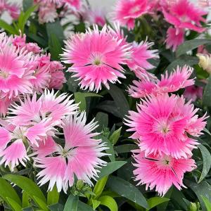 草花の苗 ダイアンサス スープラ・ピンクピコティ3.5号ポット