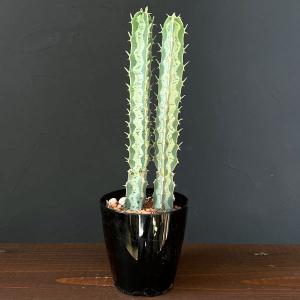観葉植物 ユーフォルビア 氷河(ヒョウガ) 3号鉢植え