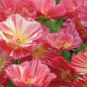 草花の苗 カリフォルニアポピー シルクローズシフォン3.5号ポット