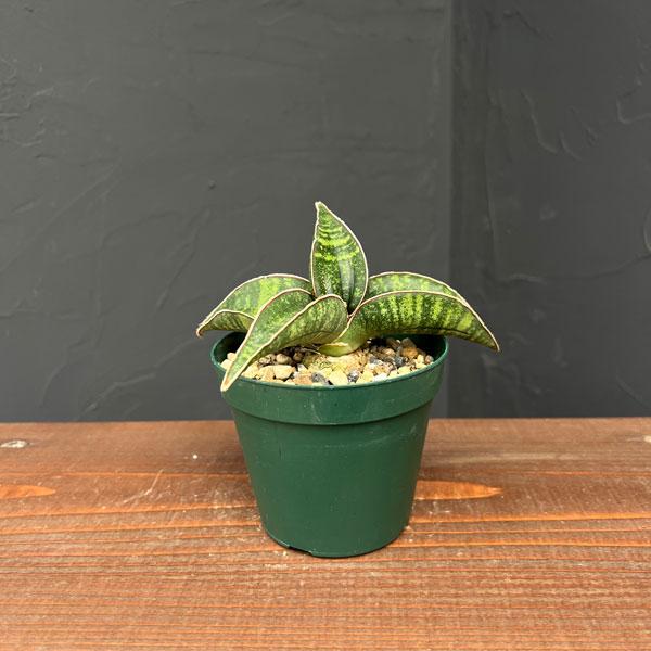 観葉植物 サンセベリア フィッシェリー 3号ポット