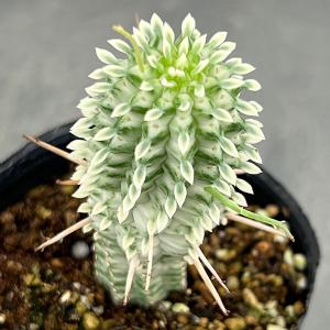 観葉植物 ユーフォルビア シラカバキリン 2.5...の商品画像