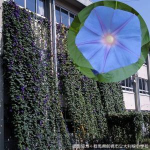 残りわずか 西洋あさがお ケープタウンブルー ケープタウンスカイ 3 5号ポット アサガオ苗 朝顔 早咲き 宿根 色変わり 100 Capetown Blue Sky Asagao 渋谷園芸 植木鉢屋 通販 Yahoo ショッピング