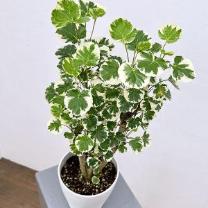 観葉植物 ポリシャス マルギナータ 斑入り 5号鉢植え