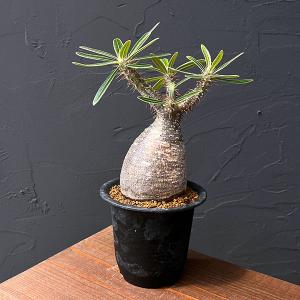 観葉植物 パキポディウム グラキリス（黒肌） 3.5号25-01