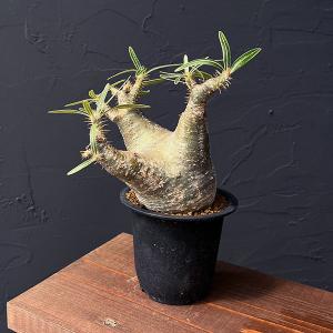 観葉植物 アーリーサマーセール パキポディウム グラキリス 3.5号25-02
