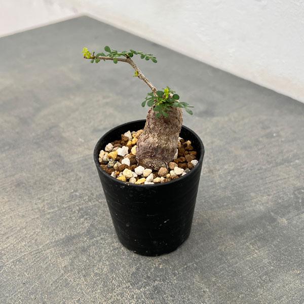 観葉植物 オペルクリカリア パキプス（根挿し株）Sサイズ 2.5号鉢植え