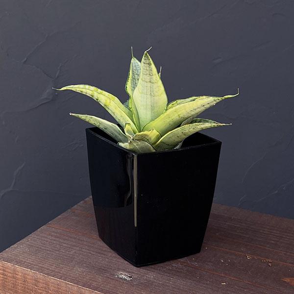 観葉植物 サンセベリア ガブリエラ ホワイトバリエガータ 3号鉢入り