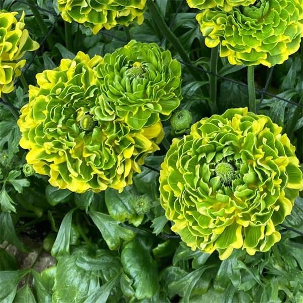 ラナンキュラス ポンポン ピーターパン5号鉢植え