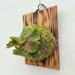 観葉植物 ビカクシダ（コウモリラン） リドレイシルベリードワーフ板付け25-01