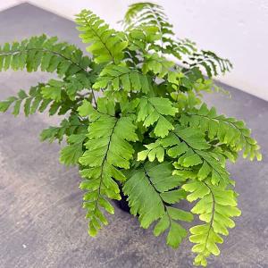 鉢色選べる 観葉植物：ソテツ 蘇鉄*6号 プラポット : 遊恵盆栽 Yahoo