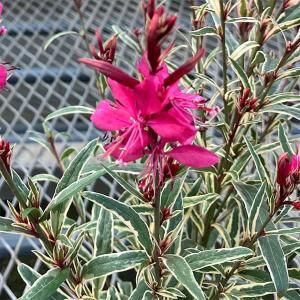 草花の苗 サマーセール ガウラ （白蝶草） フィリーマジック3.5号ポット