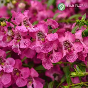 草花の苗 サマーセール （わけあり特価）アンゲロニア エンジェルミスト ピンク3.5号ポット