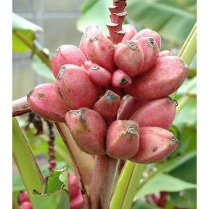 国華園 果樹苗 耐寒性バナナ ドワーフナムワーハーディ 1株 : 花と緑