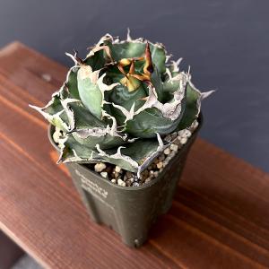 観葉植物 サマーセール アガベ チタノタ 白鯨 3号鉢植え25-03
