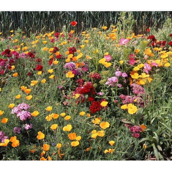 花の種 ミックスフラワー MixFlower* 花タネ 草丈40〜60cm
