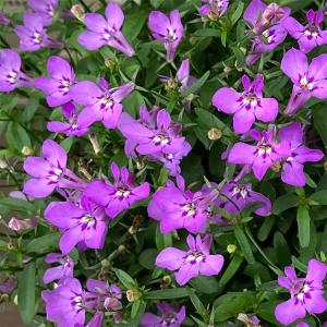 草花の苗 アーリーサマーセール （わけあり特価）ロベリア レオン ミニラベンダーインプ3号ポット