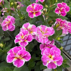 草花の苗 カリブラコア八重咲 ルーピー ピンク3号ポット