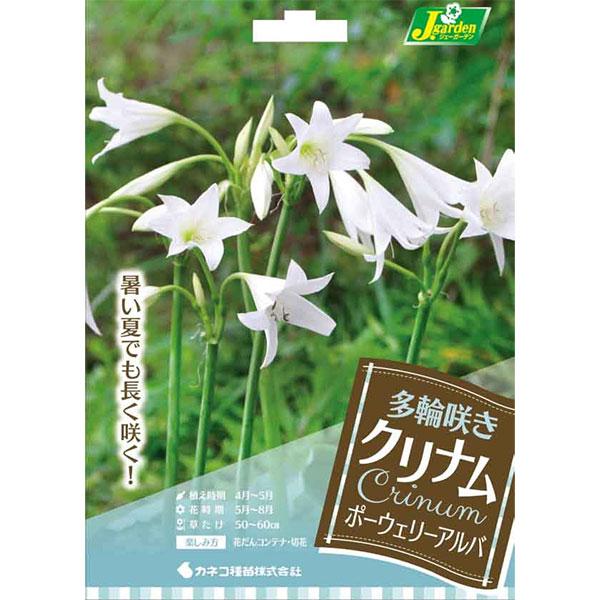 球根 （わけあり特価）クリナム ポーウェリーアルバ（白）1球入り