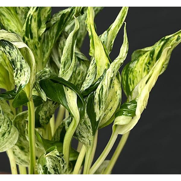 観葉植物 ポトス テルノラブソング 3号ポット