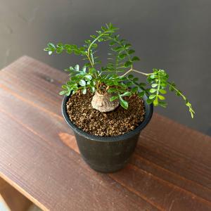 観葉植物 オペルクリカリア パキプス（根挿し） 3号鉢植え