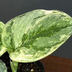 観葉植物 スキンダプサス エキゾチカホログラム トリカラーセレクト 3号ポット