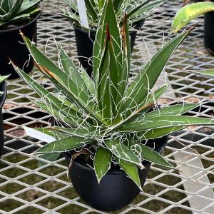 観葉植物 アガベ フィリフェラ4号鉢植え（乱れ雪）