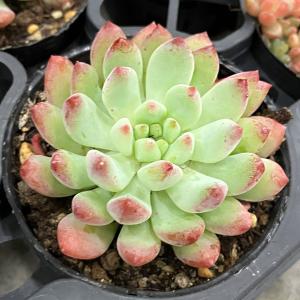 観葉植物 セデベリア ブルーエルフ 2号ポット