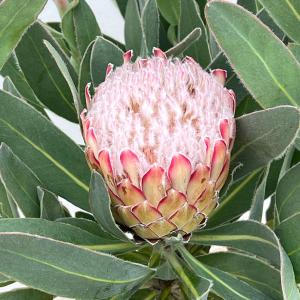 プロテア・エキシミア（6寸鉢植え） : 日本花卉ガーデンセンターYahoo