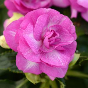 草花の苗 サマーセール （わけあり特価）フィエスタ+Plus スターダストパープル3号ポット