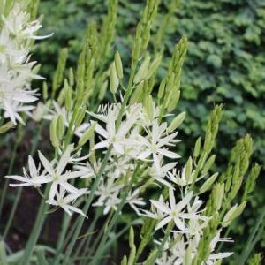 カマシア ライヒトリニー アルバ4.5号ポット