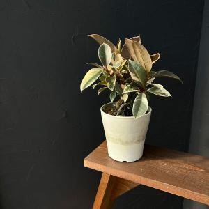 観葉植物 フィカス ティネケ 5号ポット