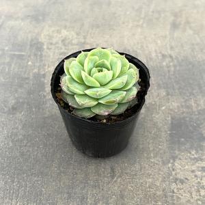観葉植物 エケベリア ローズフェアリー 2号ポット