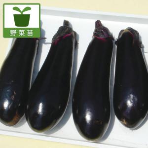 野菜の苗 ナス 千両2号自根苗3号ポット