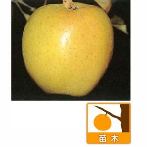 果樹の苗/リンゴ：インド（印度）4〜5号ポット